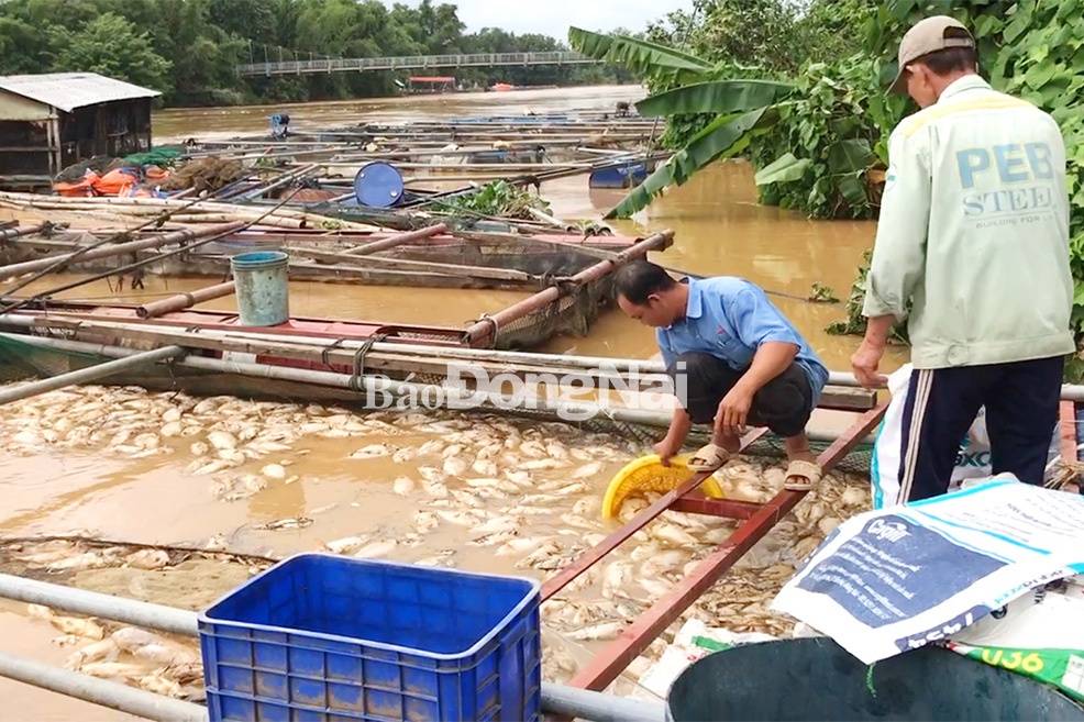 Trong mấy ngày gần đây, do mưa lớn kéo dài, cộng với Thủy điện Đồng Nai 5 xả lũ, nước từ thượng nguồn đột ngột đổ về, khiến nhiều địa phương ở 2 huyện Tân Phú, Định Quán bị ngập nặng.
