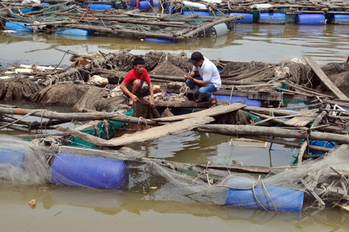 Chỉ sau một đêm khi nước lũ tràn về, 23 hộ nuôi cá lồng ở thôn Cồn Sẻ, xã Quảng Lộc (thị xã Ba Đồn, tỉnh Quảng Bình) đã trắng tay khi hàng vạn con cá hồng mỹ, cá vược... chết nổi trắng mặt nước sông Gianh.