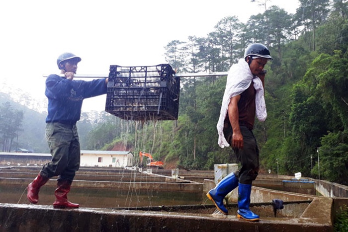 Cùng với sự thay đổi thời tiết, thiên tai thất thường, con cá nước lạnh ở Lâm Đồng đang đối mặt với nhiều thách thức, chưa làm chủ được thị trường tiêu thụ; vốn đầu tư, nguồn thức ăn nhập khẩu không ổn định...