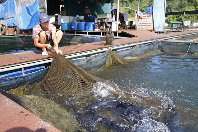 Lâm Đồng: Triển vọng nuôi cá tầm ở Di Linh