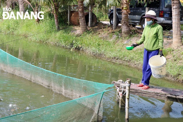 Sau hơn 2 năm thử nghiệm, mô hình nuôi cá thát lát tại huyện Hòa Vang đã mang lại hiệu quả kinh tế, góp phần cải thiện và nâng cao thu nhập cho một số người dân địa phương. Tuy nhiên, qua thực tế cho thấy cần có hướng đi hợp lý để mô hình được nhân rộng và phát huy hiệu quả như mong muốn.