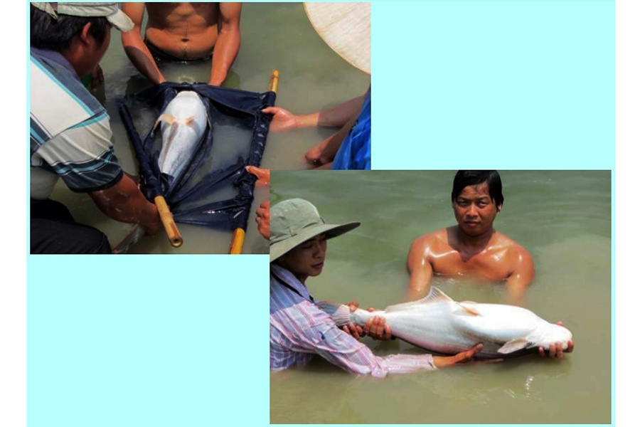 Bài viết tổng hợp những giải pháp công nghệ giúp cải thiện tỉ lệ sống và hiệu quả của nuôi cá tra trong báo cáo tham luận của PGS.TS Dương Nhựt Long trong khuôn khổ dự án Xây dựng chuỗi cung ứng cá tra bền vững ở Việt Nam (SUPA).