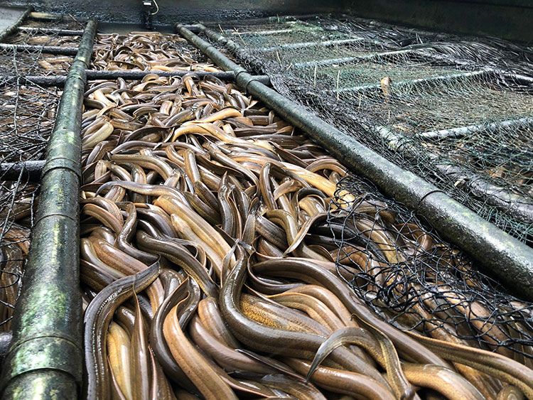 Long An: Hiệu quả từ nuôi lươn ứng dụng công nghệ cao