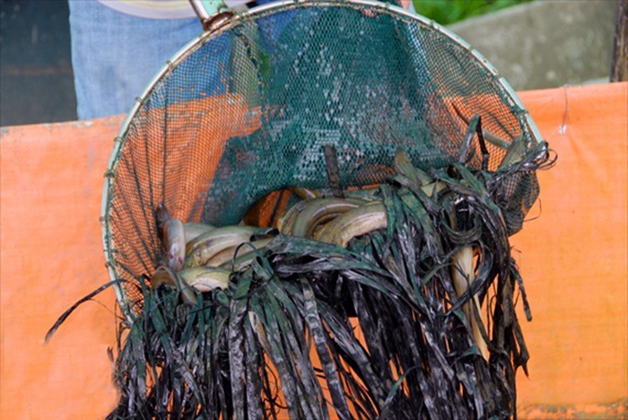 Anh La Hữu Lộc ở phường Thới An Đông, quận Bình Thủy, TP. Cần Thơ nuôi lươn sinh sản và lươn thương phẩm mỗi năm lãi hơn 600 triệu đồng.