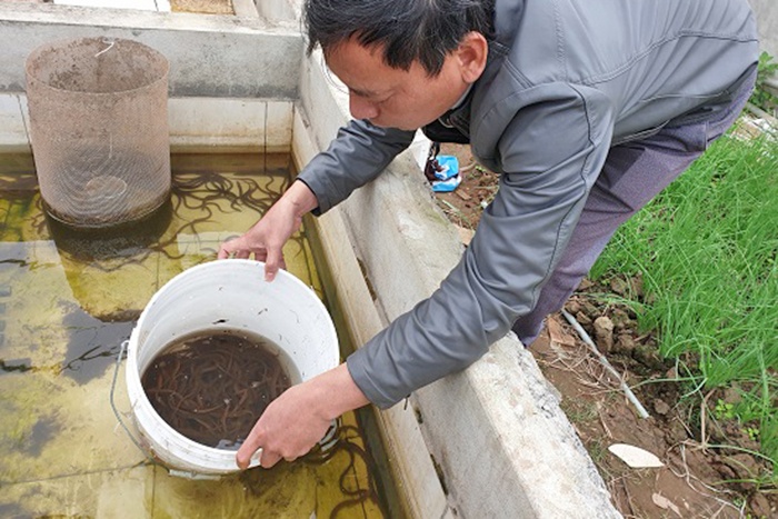 ươn là loài thủy sản có giá trị dinh dưỡng và kinh tế cao, nên được thị trường trong và ngoài nước ưa chuộng, Thành phố Hồ Chí Minh (TP.HCM) cũng là địa phương có nhiều người tiêu dùng lựa chọn loại thực phẩm này.
