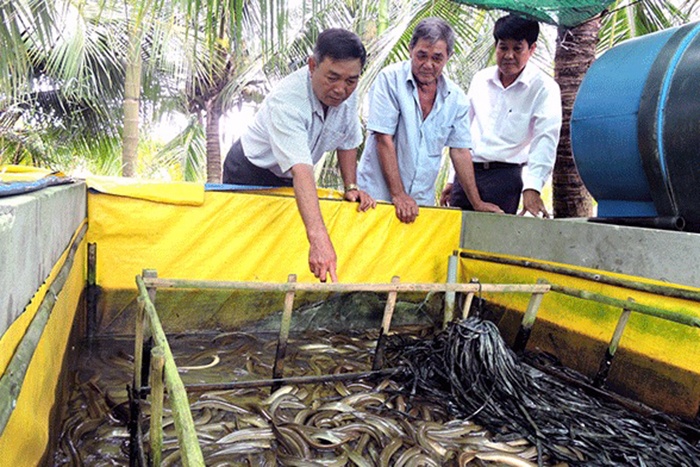 Tháng 7-2018, Hội Cựu chiến binh phường Thới An Đông, quận Bình Thủy thành lập Tổ hợp tác nuôi lươn không bùn, có 14 thành viên tham gia. Sau hơn 1 năm triển khai mô hình, nhiều thành viên áp dụng kỹ thuật thành công, đã xuất bán lứa lươn đầu tiên, đem lại hiệu quả khả quan.