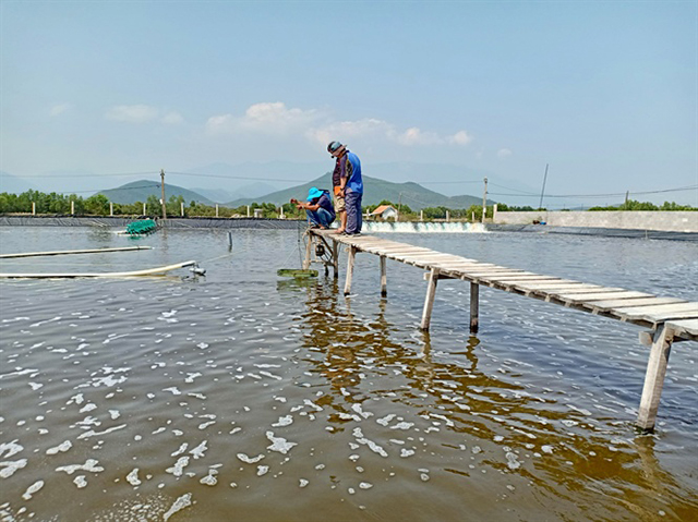 Nuôi tôm nước lợ năm 2019 tại Khánh Hòa gặp nhiều khó khăn do giá tôm thương phẩm xuống thấp, song người nuôi vẫn có lãi, nhất là nuôi tôm áp dụng công nghệ cao.