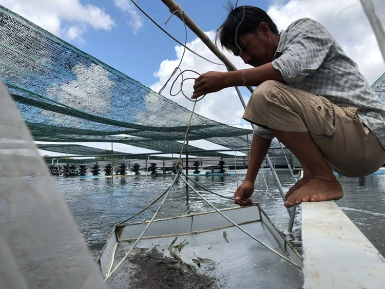 Ngày 25-11, tại TP Bến Tre (tỉnh Bến Tre), Trung tâm Khuyến nông quốc gia phối hợp Sở NN-PTNT tỉnh Bến Tre tổ chức tọa đàm “Ứng dụng tiến bộ khoa học công nghệ phát triển nuôi tôm nước lợ bền vững giảm chi phí sản xuất, giảm phát thải, nâng cao hiệu quả”.