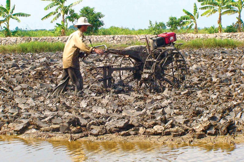 Những ngày này, theo các tuyến lộ về nông thôn của huyện Thới Bình, đâu đâu cũng bắt gặp hình ảnh nông dân nhổ mạ, cấy lúa trên đất nuôi tôm.