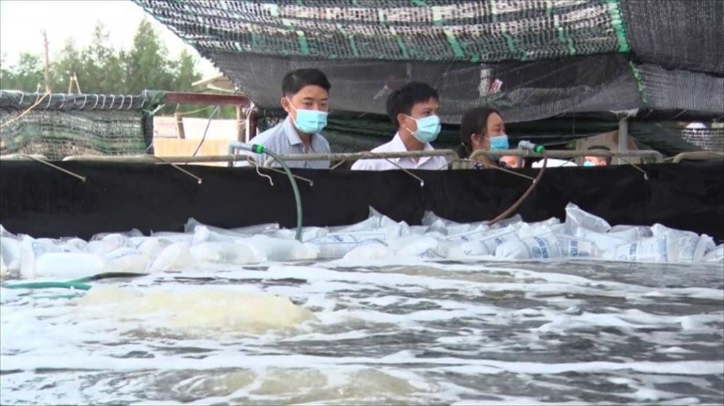Trung tâm Khuyến nông Quảng Trị hỗ trợ giống, triển khai mô hình nuôi tôm thẻ chân trắng trên cát đảm bảo an toàn thực phẩm.