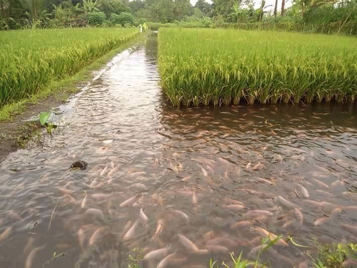 Ở vùng đất trũng thuộc ấp Long Hưng 1, xã Tân Phú, thị xã Long Mỹ hiện đang vào mùa nước nổi, vì thế phần lớn bà con không canh tác vụ lúa vụ 3, mà nhiều bà con trong địa bàn ấp đã cùng nhau nuôi cá trên ruộng lúa để tăng thêm thu nhập cho gia đình.
