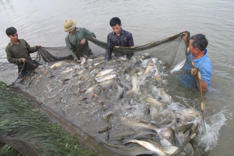 Vài năm trở lại đây, nhờ thực hiện nuôi thủy sản xen ghép, người dân xã Giao Long, huyện Giao Thủy, tỉnh Nam Định đã có thu nhập ổn định, kinh tế phát triển.