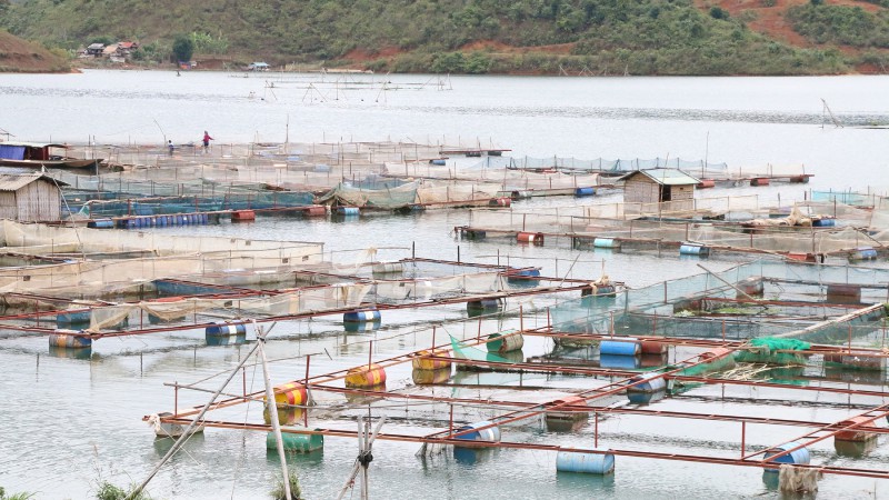 Hồ thủy điện Sơn La có mặt nước rộng hơn 10.000ha, trải rộng qua 8/11 xã của huyện Quỳnh Nhai. Nhận thấy lợi thế này, chính quyền địa phương đã khuyến khích, vận động người dân mạnh dạn chuyển đổi cơ cấu nông nghiệp từ trồng cây hàng năm sang nuôi cá lồng, lựa chọn các loại cá phù hợp với nguồn nước, điều kiện tự nhiên địa phương