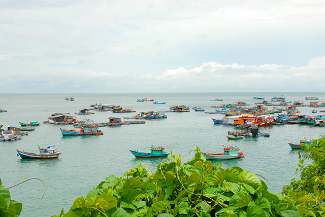 Mấy năm gần đây ngư dân, ở các huyện đảo như Phú Quốc, Kiên Lương và Kiên Hải khá giả lên, đa số bà con đều sống bằng nghề nuôi cá bớp tiêu thụ nội địa và xuất khẩu.