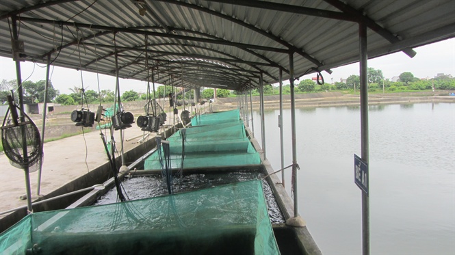 Biết khai thác tiềm năng lợi thế sẵn có của địa phương, anh Phạm Văn Quất ở thôn Bằng Bộ, xã Cao Thắng, huyện Thanh Miện, Hải Dương đã sản xuất, kinh doanh cá giống có lãi liên tục từ hơn 30 năm qua.