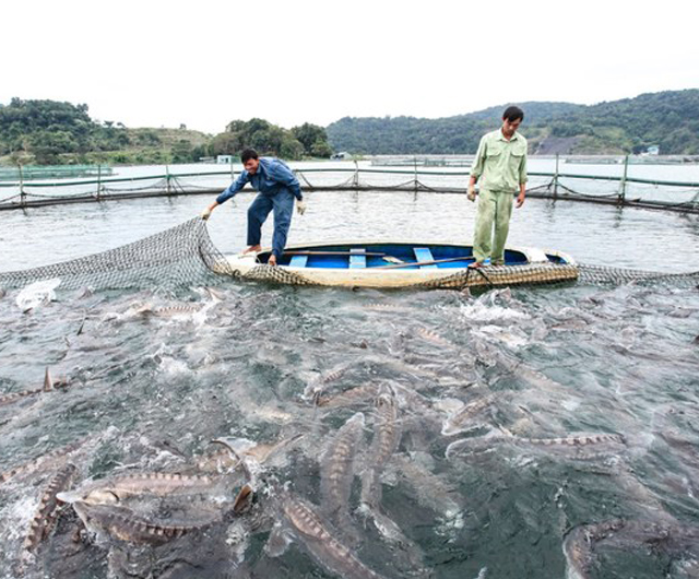 Nhằm tận dụng lợi thế nuôi cá tầm tại địa phương, vừa qua, Trung tâm Khuyến nông và Dịch vụ nông nghiệp Lào Cai đã triển khai mô hình nuôi cá tầm trong lồng bè trên hồ Cốc Ly với 4 hộ tham gia, quy mô 400 m3, kết quả ban đầu khá khả quan.