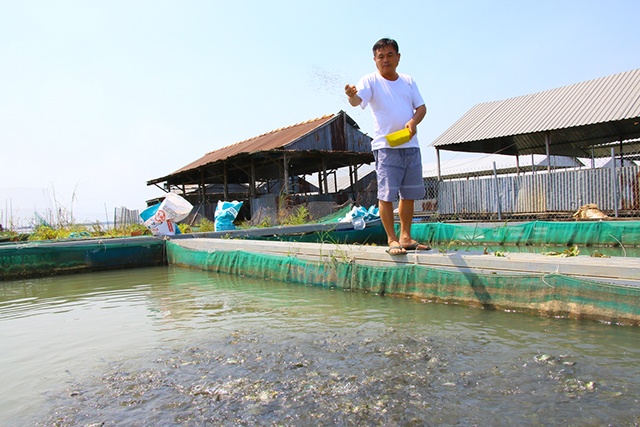 Ông Lê Văn Dũng ngụ ấp 3, xã An Phong, huyện Thanh Bình đã thành công trong việc nuôi cá chép giòn, thu nhập vài tỷ đồng mỗi năm.