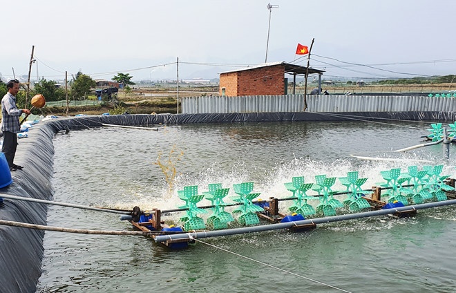 Sản xuất muối không hiệu quả, nhiều hộ diêm dân ở Quảng Nam đã chuyển qua nuôi tôm thẻ chân trắng và bước đầu mang lại hiệu quả kinh tế cao.
