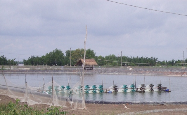 Trước những khó khăn đang gặp phải trong việc nuôi tôm, Sở NN&PTNT tỉnh Bến Tre kiến nghị Bộ NN&PTNT xem xét tiếp tục hỗ trợ nguồn vốn để đầu tư cơ sở hạ tầng phục vụ cho nuôi trồng thủy sản của tỉnh. 
