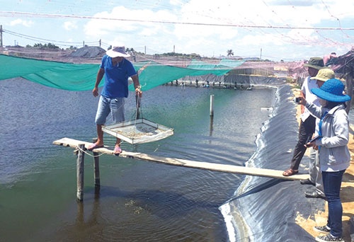 Nghề nuôi tôm nói riêng và thủy sản nước lợ nói chung chiếm một vị trí quan trọng của tỉnh Bình Thuận, tác động đến đời sống kinh tế của bà con nuôi thủy sản.