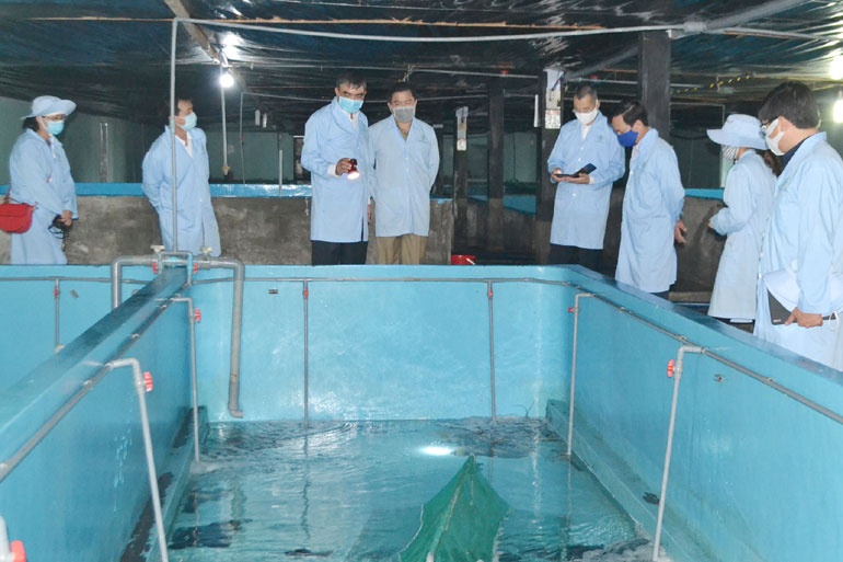 Phú Yên kiểm tra đôn đốc thực hiện sớm công nghệ nuôi thương phẩm tôm hùm trong bể trên bờ