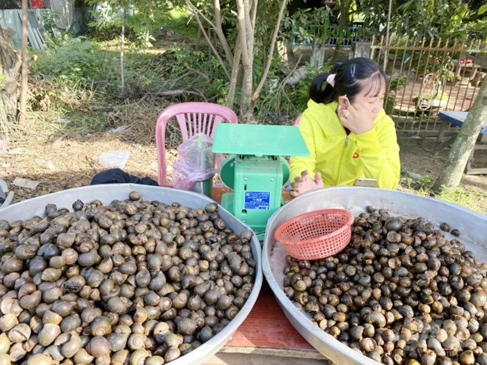 Năm nay nước lũ về muộn, thời điểm này người dân Campuchia bắt đầu đi bắt ốc đồng bán qua các chợ ở khu vực biên giới An Giang.