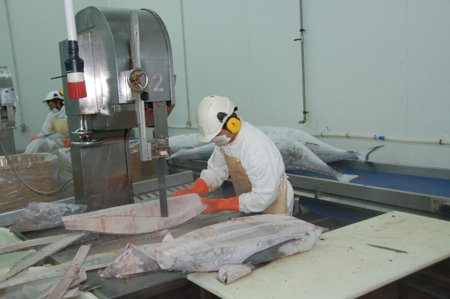 Theo số liệu thống kê của Hải quan Việt Nam, xuất khẩu cá ngừ của Việt Nam sang Italy trong tháng 9 đạt hơn 5,5 triệu USD, tăng gần 8.599% so với cùng kỳ năm 2019. Đây là mức tăng trưởng ngoạn mục hiếm có trong lịch sử xuất khẩu cá ngừ của Việt Nam.