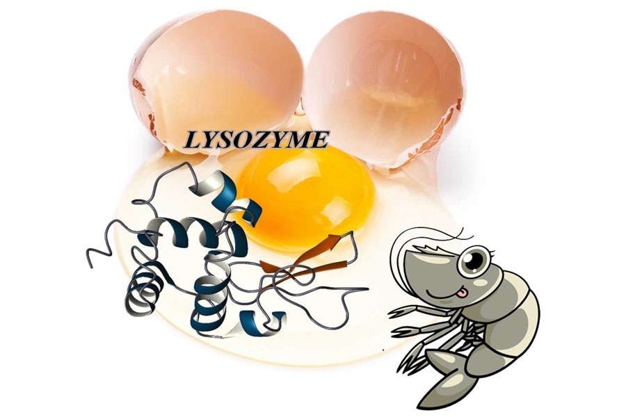 Bổ sung lysozyme từ lòng trắng trứng gà đẩy lùi phân trắng trên tôm một cách hiệu quả.