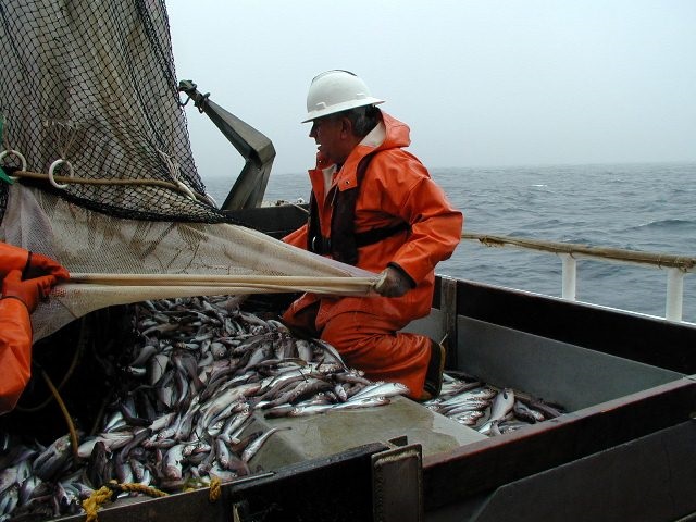 Theo số liệu từ Cơ quan quan sát thị trường châu Âu đối với các sản phẩm thủy sản nuôi và khai thác, tính từ đầu năm tới 6/9/2020, EU nhập khẩu 18.926 tấn surimi cá minh thái Alaska đông lạnh từ Mỹ, tăng 27% so với cùng kỳ năm ngoái.