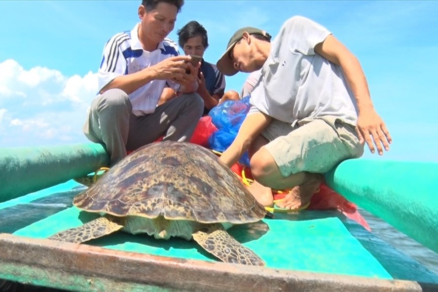 Trong lúc giăng lưới, một ngư dân ở ở xã Thuận Hòa, huyện An Minh (Kiên Giang) bắt được con vích (rùa biển) nặng khoảng 49,5kg.