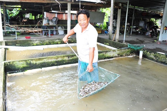 Tại ĐBSCL lũ đang về, nhu cầu nuôi cá trong ao, mương và ruộng lúa rất lớn, do đó giá các loại cá giống tăng cao.