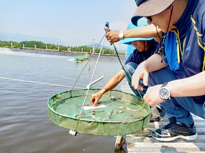 Để nuôi tôm nước lợ bền vững, thời gian qua tỉnh Khánh Hòa đã đẩy mạnh, cũng như khuyến khích người nuôi áp dụng công nghệ trong sản xuất.