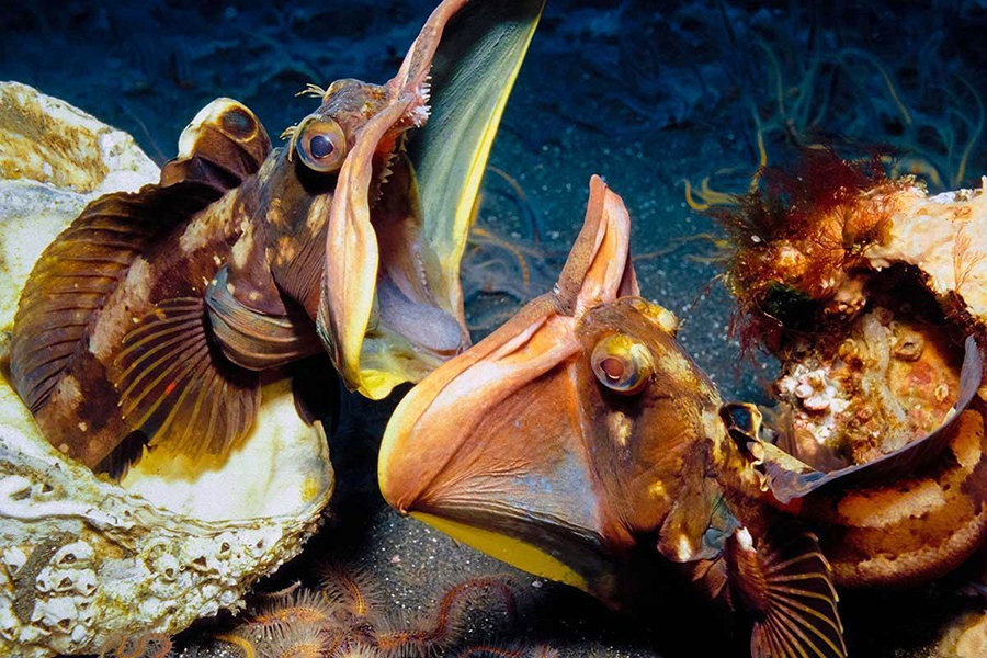 Cá miệng rộng Sarcastic fringehead có nguồn gốc từ vùng biển miền Nam California và Baja, Mexico. Chúng được xếp vào loại có thể gây nguy hại cho con người.