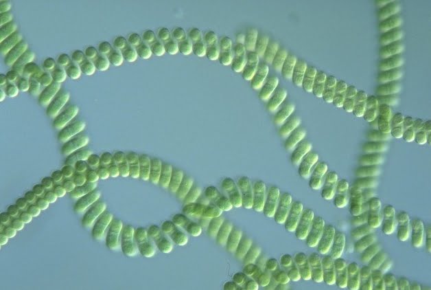 Spirulina được xem là chi vi khuẩn lam cổ đã từng xuất hiện cách đây hơn 3 tỉ năm. Trước đây, người ta cũng gọi nó là tảo lam nhưng chính xác nó là vi khuẩn lam cổ có lịch sử lâu đời hơn tảo nhân thật hay thực vật bậc cao hơn 1 tỉ năm (Henrikson, 1999).