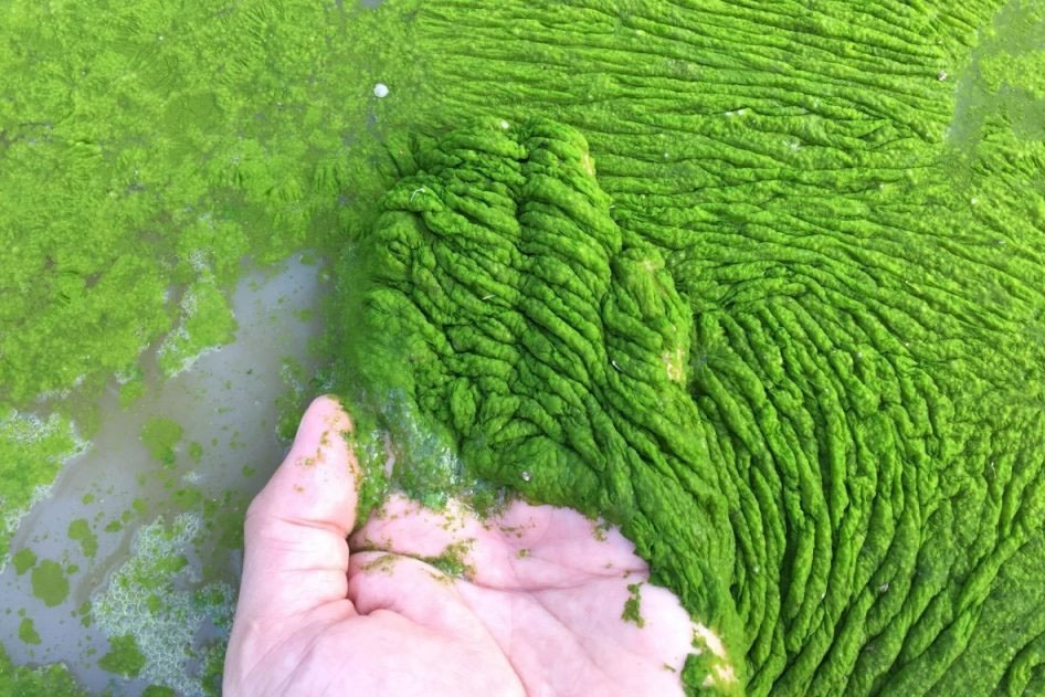 Phương thức sản xuất sinh khối tảo