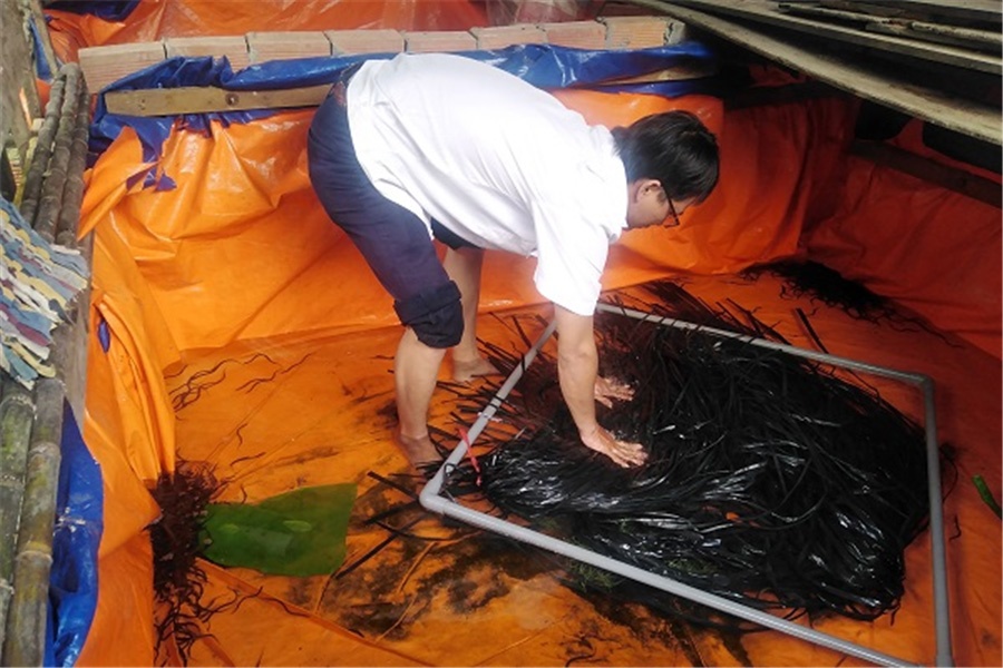 Huyện Phụng Hiệp, tỉnh Hậu Giang cấp phát lươn giống cho hộ tham gia mô hình nuôi lươn trong bể theo hướng ATVSTP gắn với chuỗi giá trị năm 2020.