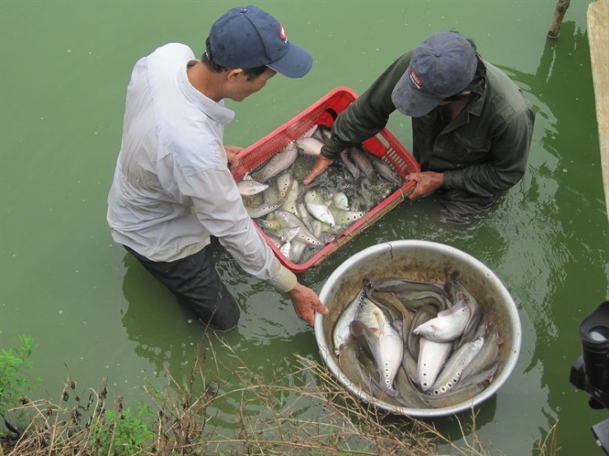 Từ các ao cá tra bỏ hoang, kém hiệu quả, nông dân xã Hòa Lạc (Phú Tân) đã chuyển sang nuôi các loại cá khác theo hình thức thương phẩm hoặc cá giống. Trong đó, nuôi cá thát lát cườm là một trong những hướng đi khá thành công. Toàn xã Hòa Lạc hiện đã phát triển trên 30ha, cung cấp 4 triệu con cá giống hàng năm, phân phối trong và ngoài tỉnh.