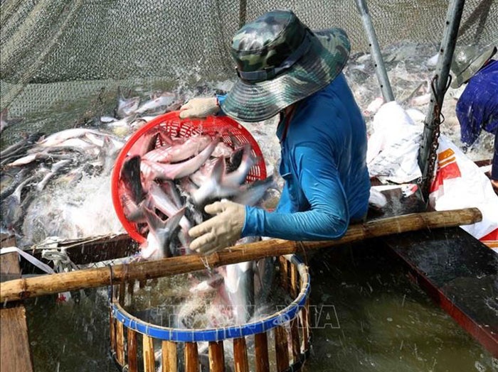 Dù ảnh hường dịch COVID-19 nhưng xuất khẩu cá tra ở tỉnh Đồng Tháp hoạt động ổn định nên lượng hàng hóa tại các doanh nghiệp chế biến cá tra tiêu thụ mạnh trở lại.