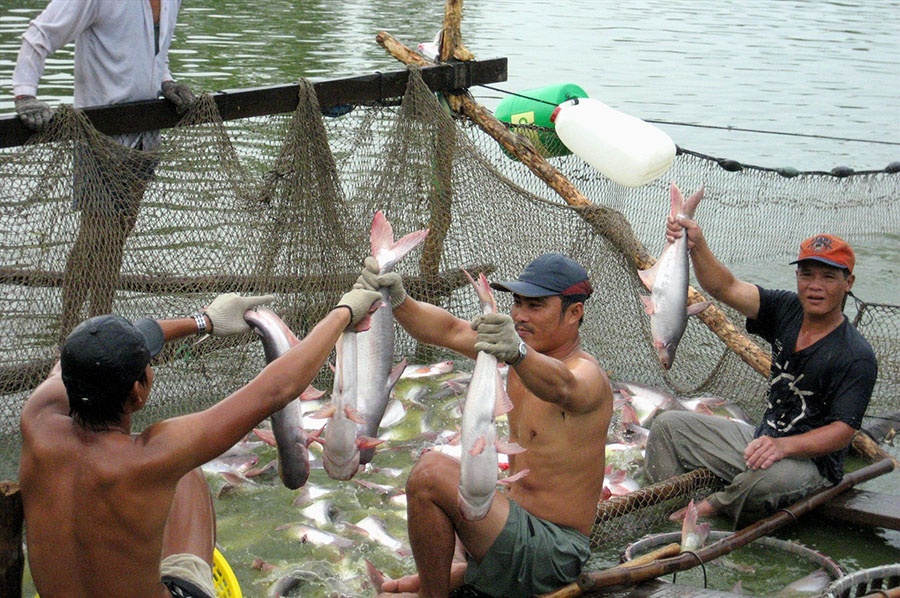 Hiệp hội Chế biến và Xuất khẩu Thủy sản Việt Nam (Vasep) cho biết, nửa đầu năm 2020, xuất khẩu cả nước đạt trên 3,5 tỷ USD, giảm 10% so với cùng kỳ năm ngoái, trong đó giảm sâu nhất là cá tra (-31%), cá ngừ và mực bạch tuộc đều giảm 20%.