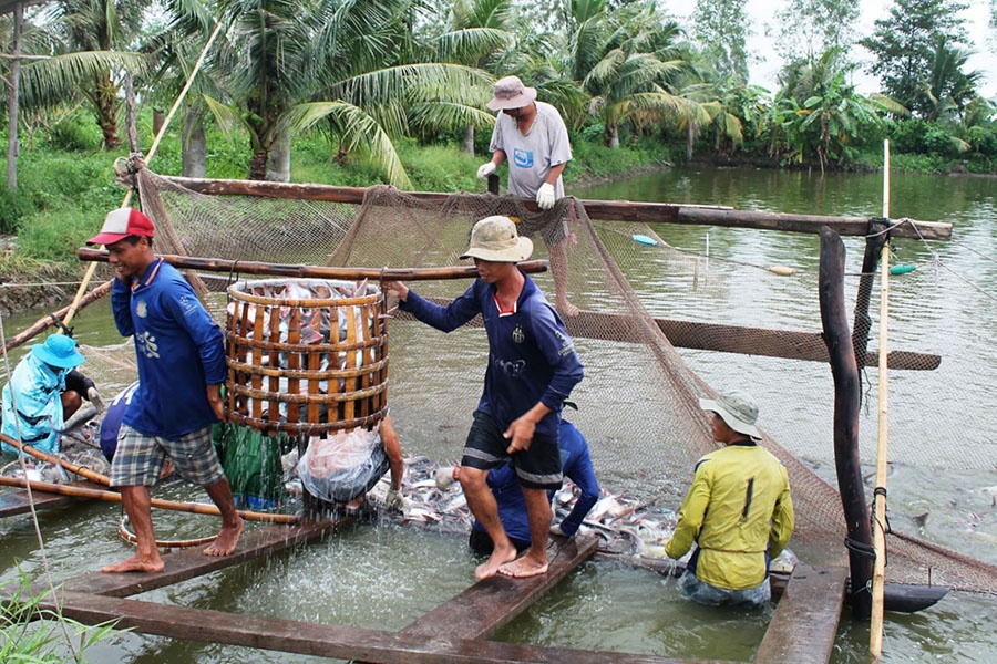 Giá bán cá tra nguyên liệu tại ao của nông dân đang dao động từ 17.500 - 18.500 đồng/kg (kích cỡ 700 - 800 gr/con), người nuôi lỗ 5.000 – 6.500 đồng/kg.