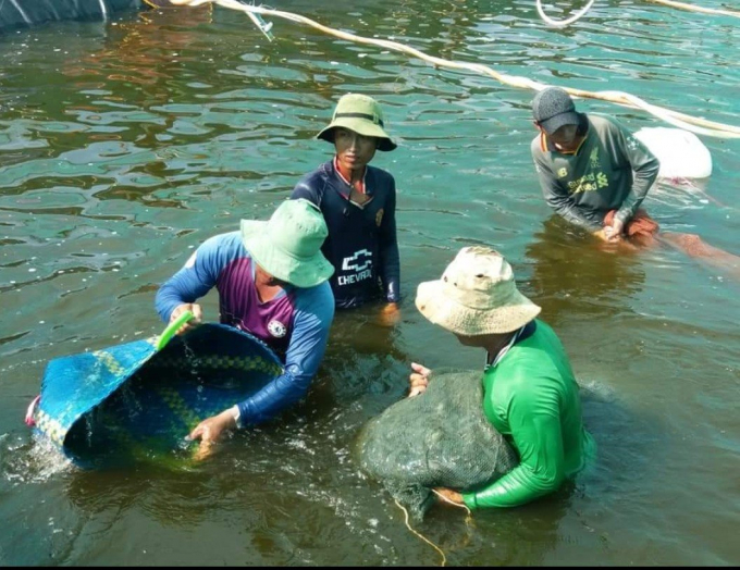 Theo Sở NN&PTNT tỉnh Trà Vinh, 4 tháng đầu năm nay, tổng sản lượng khai thác và nuôi trồng thủy sản của tỉnh chỉ đạt hơn 48.150 tấn, thấp hơn so với cùng kỳ năm ngoái gần 8.600 tấn.