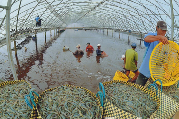 Vừa qua, Ban quản lý dự án “Phát triển chuỗi giá trị sản xuất Tôm Bền vững - Công bằng tại Việt Nam (SusV)” đã phối hợp cùng Trung tâm Khuyến nông tỉnh Bạc Liêu tổ chức “Lễ ký kết hợp tác xây dựng vùng nuôi đạt chứng nhận ASC giữa Công ty cổ phần Tôm Miền Nam (SVS) và Hợp tác xã Thành Đạt, tỉnh Bạc Liêu”