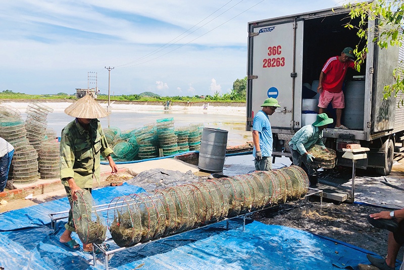 Hằng năm, sản lượng tôm nuôi của TP Móng Cái chủ yếu xuất bán sang thị trường Trung Quốc. Tuy nhiên năm nay, do phía Trung Quốc siết chặt các quy định đối với hàng thủy sản Việt Nam, nên việc tiêu thụ tôm trên địa bàn thành phố gặp rất nhiều khó khăn.