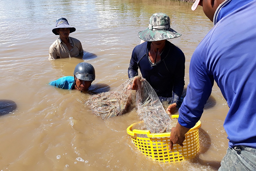 Trong vài ngày vừa qua, giá một số mặt hàng thủy sản Trà Vinh chủ yếu là tôm thẻ chân trắng, tôm sú, cua biển ở thị trường tỉnh Trà Vinh giảm nhẹ.