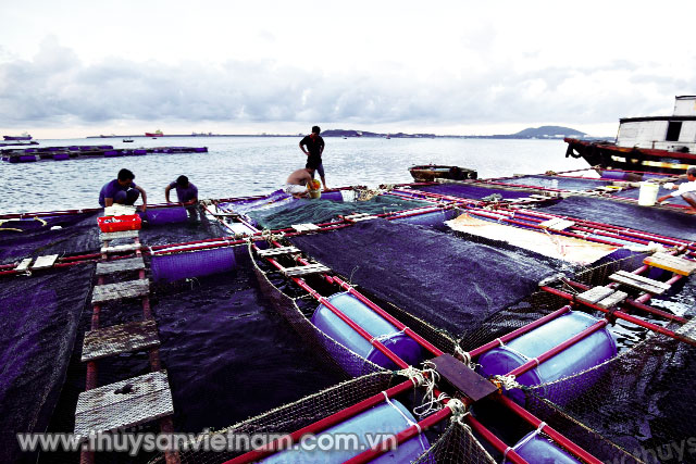 Trại thực nghiệm sản xuất giống thủy sản Đức Phong (thuộc Trung tâm Giống thủy sản Quảng Ngãi) đã thử nghiệm thành công ươm giống cá bớp, giai đoạn từ trứng lên cá giống, để cung cấp cho người dân ở các huyện trong tỉnh có nhu cầu nuôi thương phẩm.