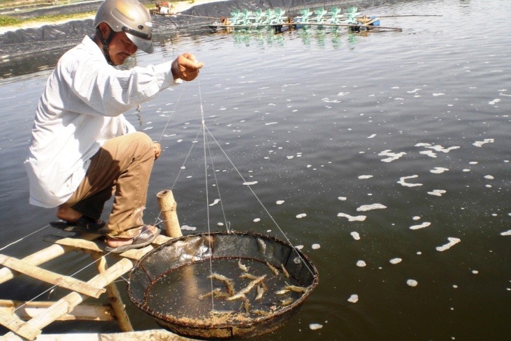UBND huyện Bình Sơn (Quảng Ngãi) vừa quyết định xử lý tiêu hủy bắt buộc 21 hồ tôm nuôi bị bệnh của 11 hộ nuôi tôm xã Bình Dương và Bình Chánh.