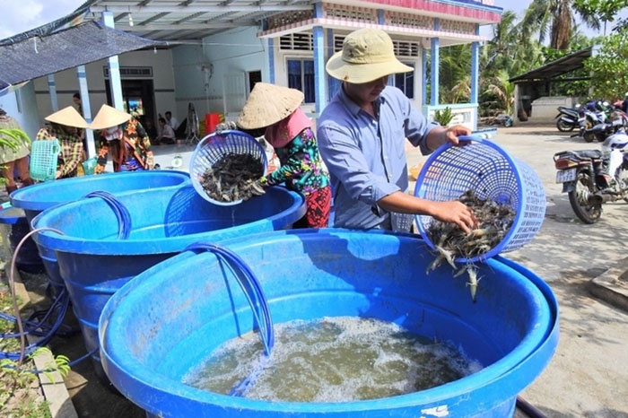 Theo thời gian, con tôm càng xanh không chỉ chứng minh giá trị kinh tế mà còn là cầu nối gắn kết tình làng, nghĩa xóm ở mảnh đất vùng sâu, vùng xa...