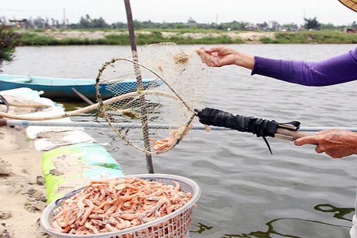 Sóc Trăng: Hơn 4.033ha tôm nuôi bị thiệt hại do dịch bệnh; Phú Yên: Hơn 215 tỉ đồng đầu tư 3 dự án thủy sản là những tin vắn thủy sản địa phương đáng chú ý trong tuần.