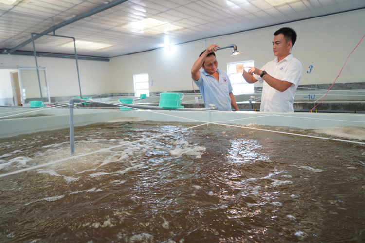 Bình Thuận: 9 tháng, sản xuất tôm giống gặp nhiều khó khăn