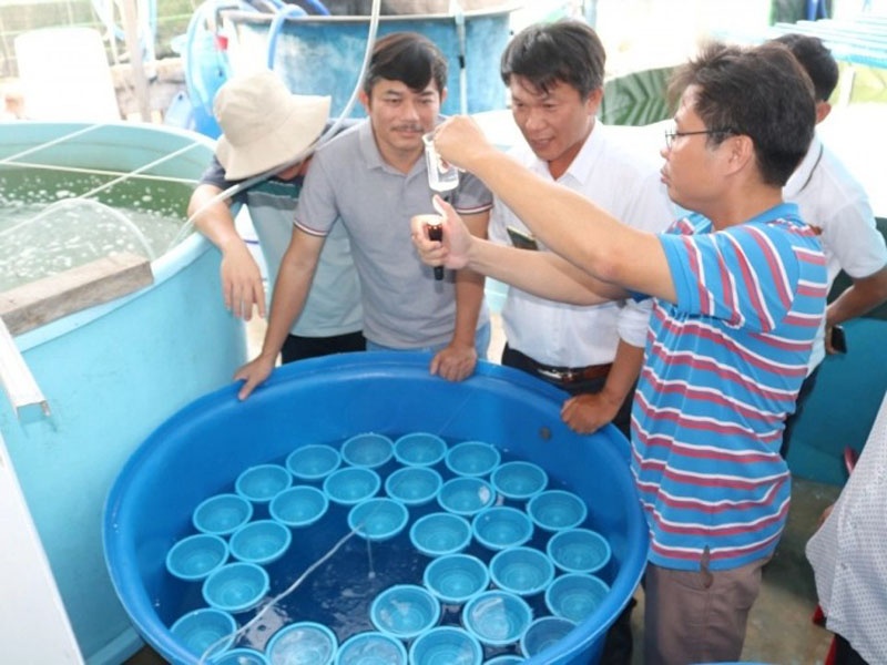 Đây là lần đầu tiên tại Việt Nam, một loài tôm mũ ni được sản xuất thành công.